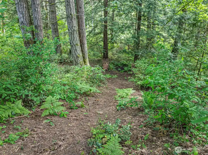 Path into the woods at back of property