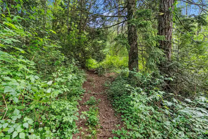 Path into the woods at back of property