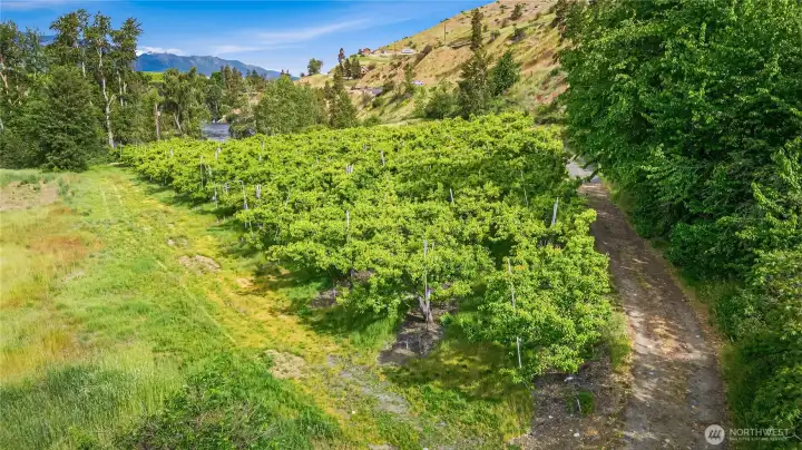 Current pear orchard and showing road entry to the property Current pear orchard and showing road entry to the property