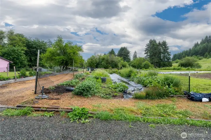 Established garden has not had pesticides for two years. Established garden has not had pesticides for two years.