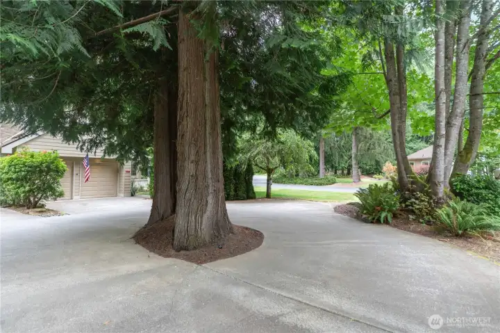 Driveway shared by two homes. Driveway shared by two homes.