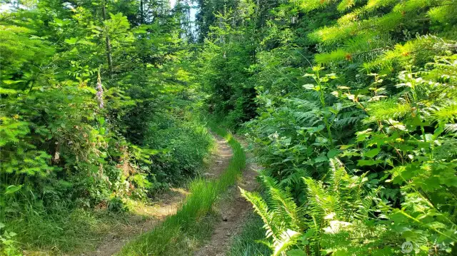 ATV trail off gravel rd.