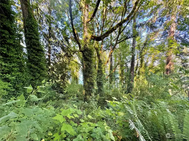 View from lot -- water view between trees.