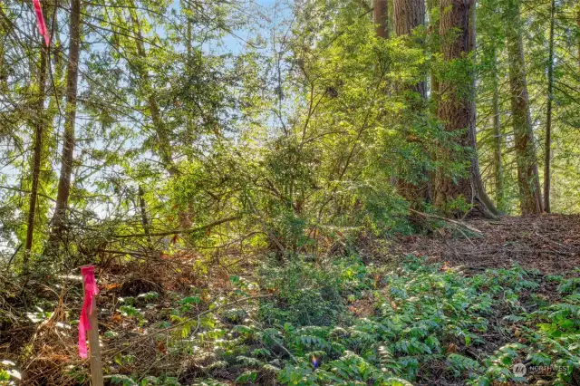 Top portion of the property. Follow trail up the hillside to see where property ends. Corners are marked.