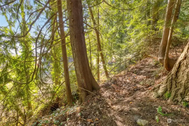 Path up hill to top portion of property.