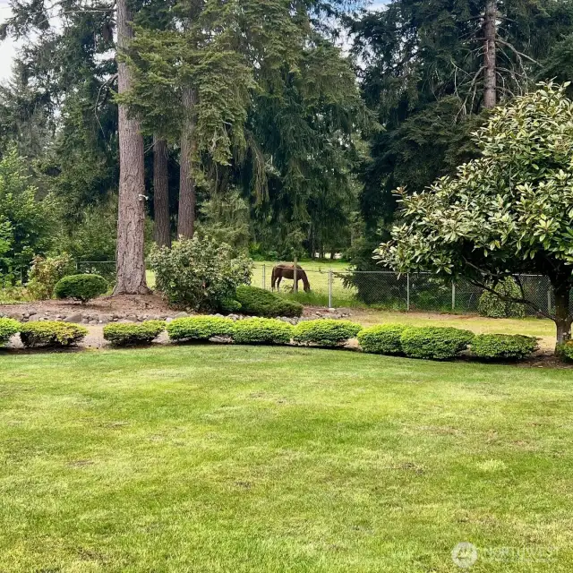 The neighboring horses often come to say hello!