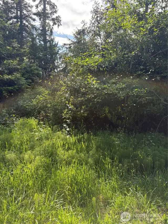 Spring has sprung, the weeds are high, the trees are happy too.