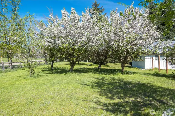 Mature Apple and Plum Trees on the property