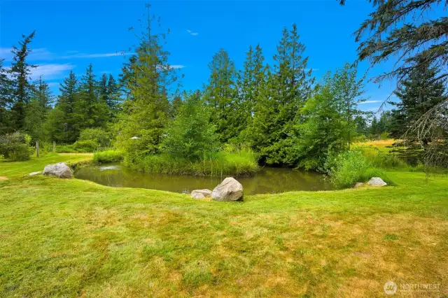 Backyard pond with fish!