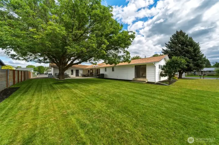 New back lawn