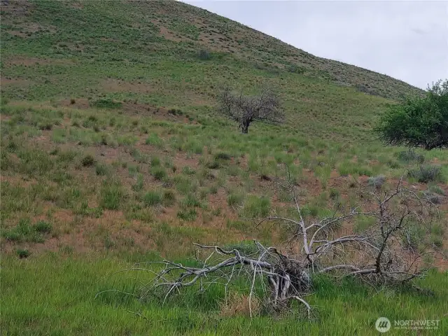 Old Apple tree remnants remain near original stagecoach trail on property.