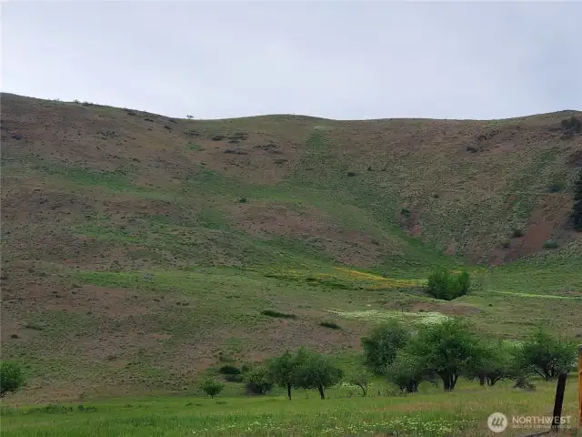 Wildflowers every Spring are jewel-like color nestled on surrounding hillsides.