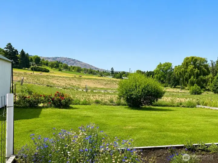 View from kitchen &  back yard