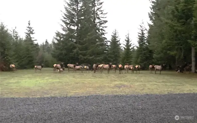 The herd is here!