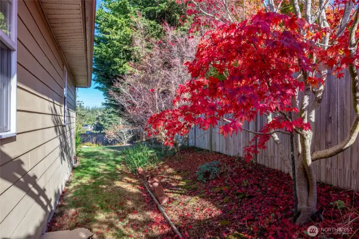 Side yard with Japanese maple