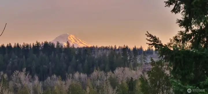 View from the home