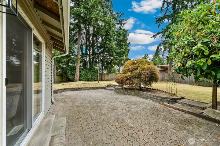 Fenced backyard, large patio and apple tree