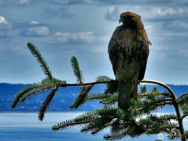 Enjoy your front row seat to Whidbey's wildlife, including many birds of prey like this juvenile eagle. You will also see cruise ships and other water craft cruising the shipping lanes.