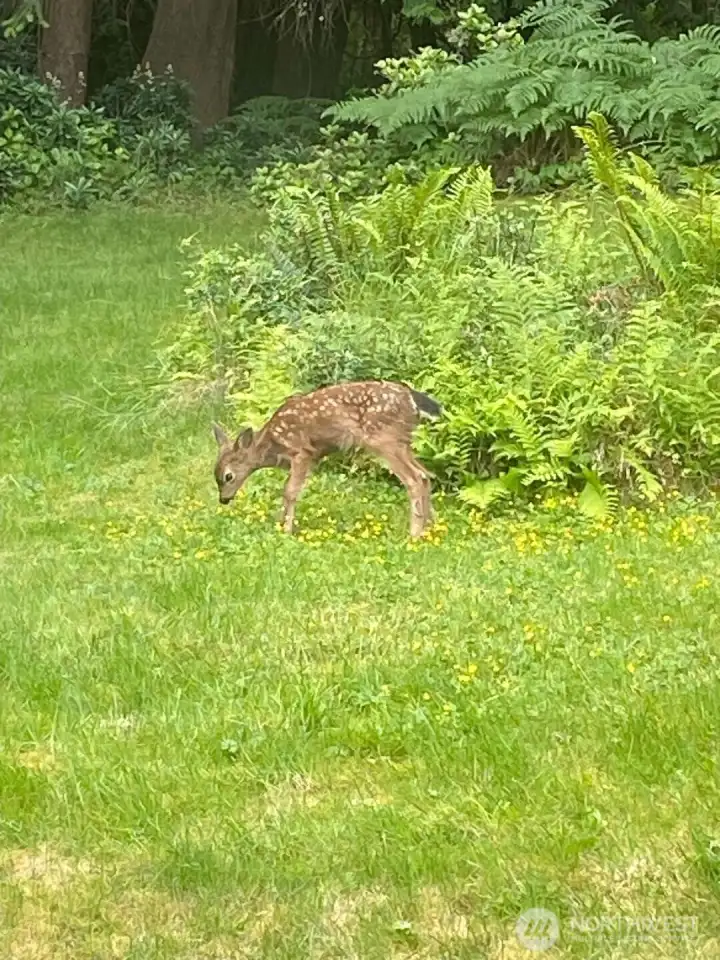 A serene backyard retreat where wildlife feel at home. A serene backyard retreat where wildlife feel at home.