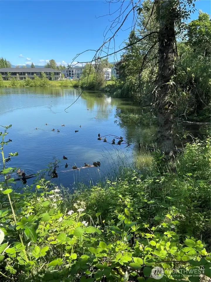 Ducks and (sometimes) fish can often be seen in the pond. Ducks and (sometimes) fish can often be seen in the pond.