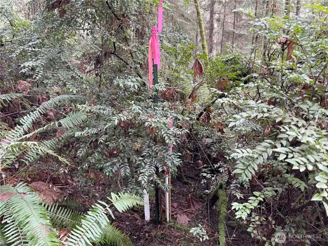 Property Corners Marked