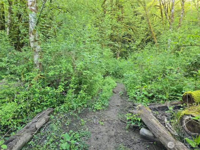 Trail to the river