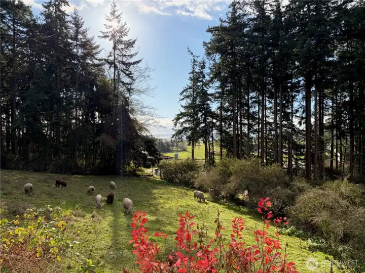 How wonderful to wake up to this bucolic view each day!