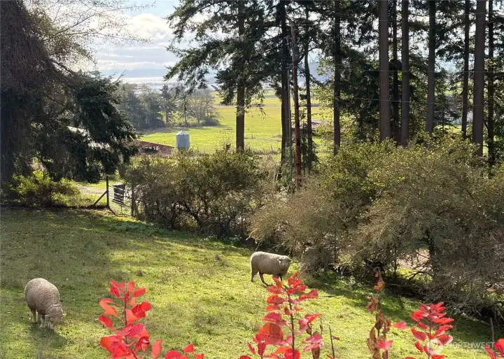 Neighboring farm borrows the paddocks for their sheep, meaning you do not need to mow!