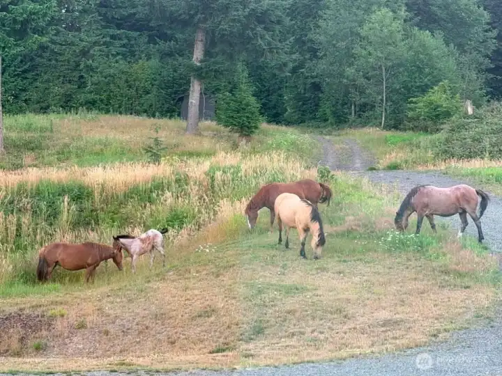 Wild horses roam here