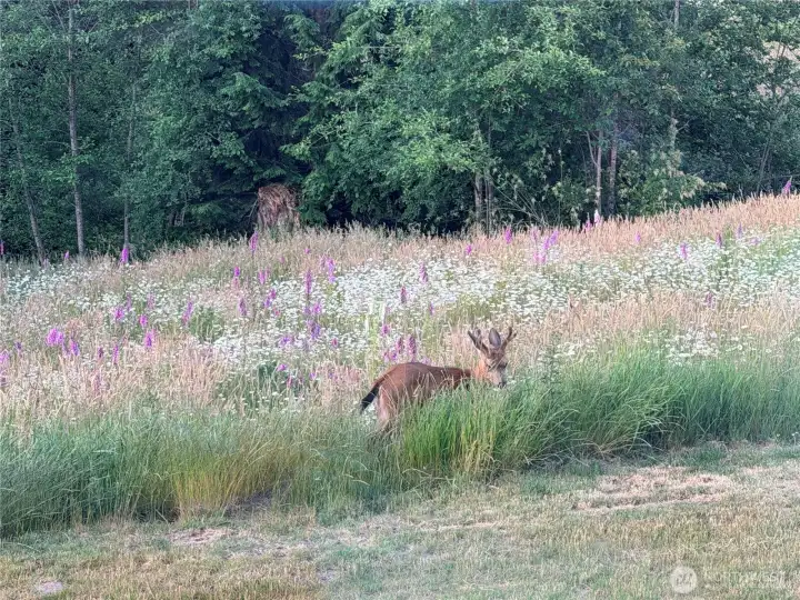 Daily deer sightings