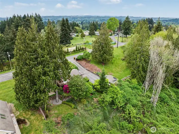 Gorgeous greenery