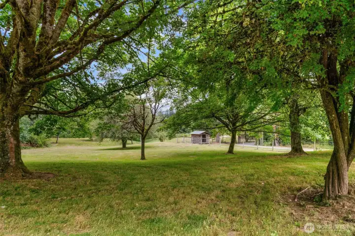 Looking north from the main home, the property has mature trees a beautiful pasture. It's too big to call it a yard. Storage shed in the picture is also where the natural gase meter for the property is located. Looking north from the main home, the property has mature trees a beautiful pasture. It's too big to call it a yard. Storage shed in the picture is also where the natural gase meter for the property is located.
