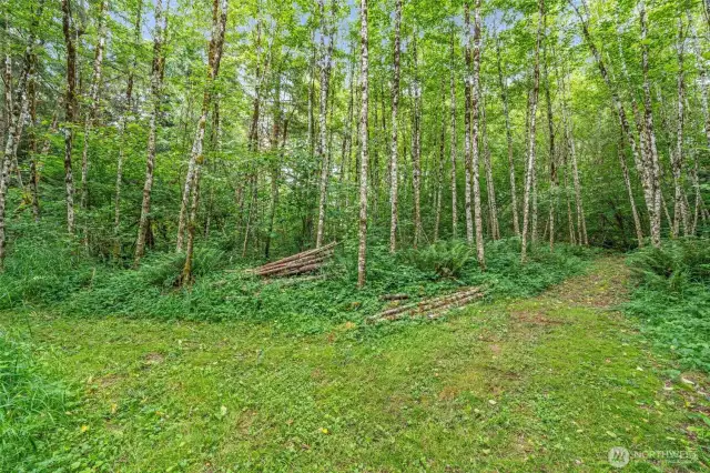 So many walking paths thru the woods.