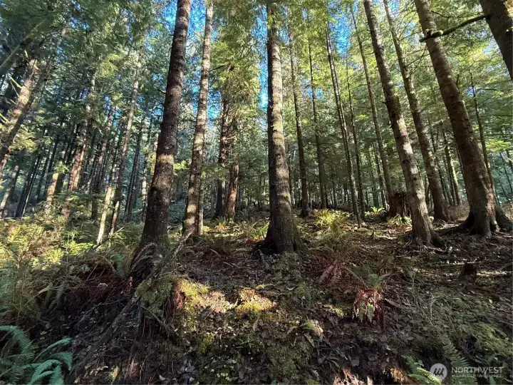 Commercial-grade timber