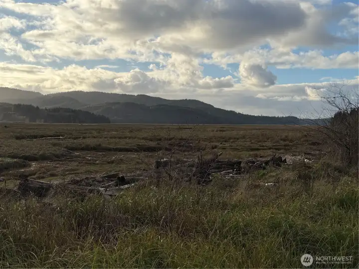 Banks of the Naselle River