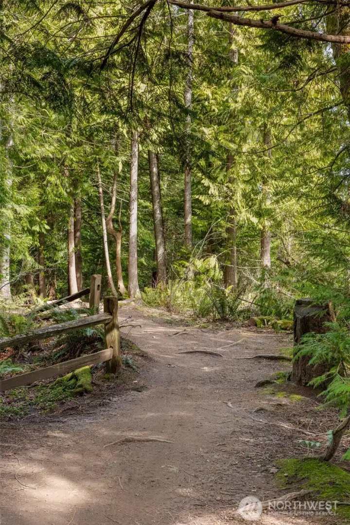 Tranquil wooded trail.