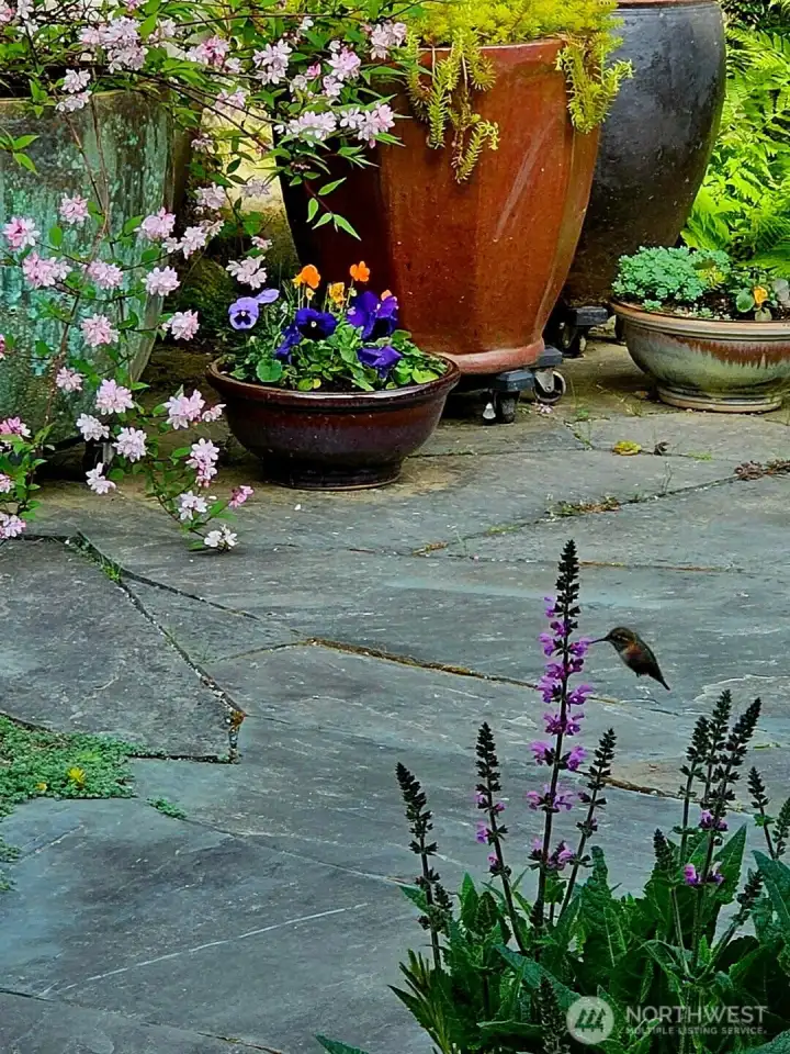 the morning humming bird having a visit