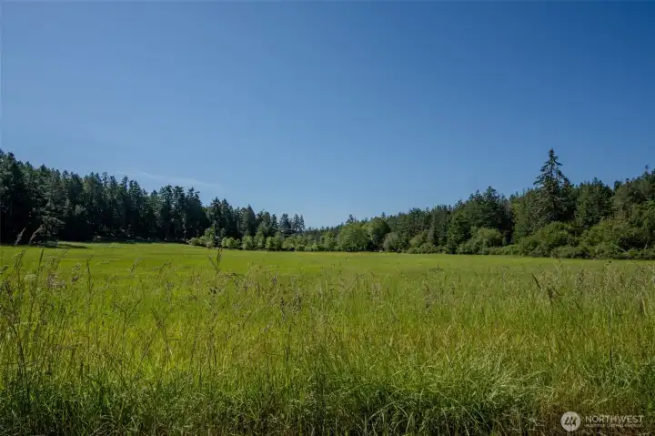 View looking south from the lot to the protected 24 acre meadow.