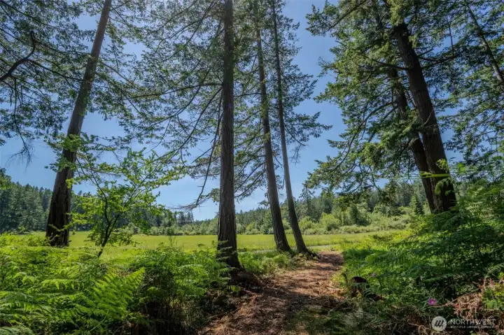 Looking through the trees to the protected meadow.