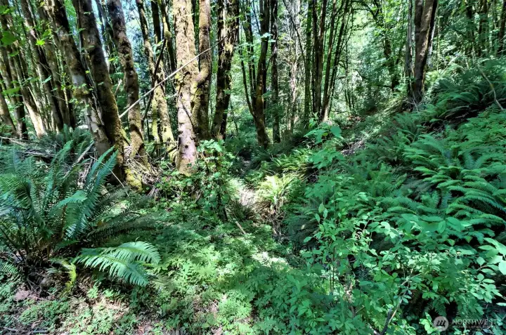Lush vegetation!  Don't you just LOVE ferns???