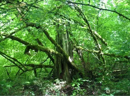 Roam through the Woods Roam through the Woods
