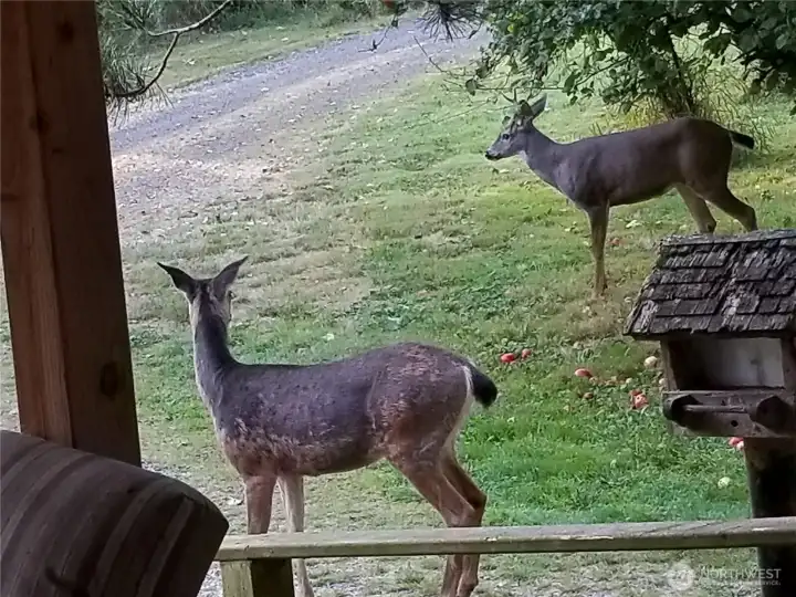 Deer in your yard Deer in your yard