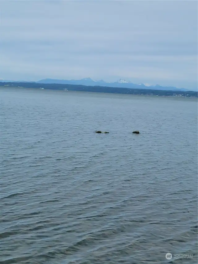 Sellers mooring buoy.