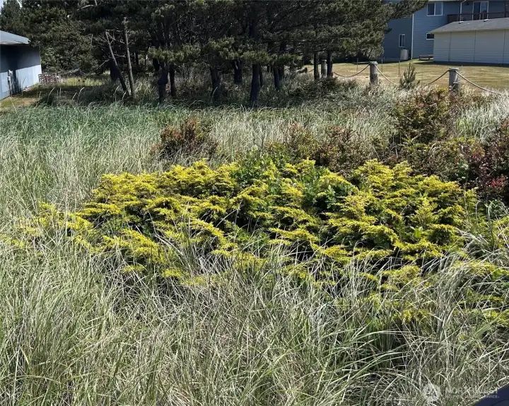 Lot across street, for drainfield