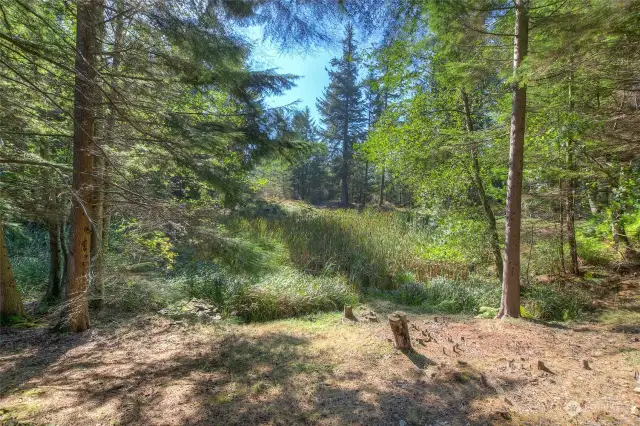 Seasonal pond viewed from patio