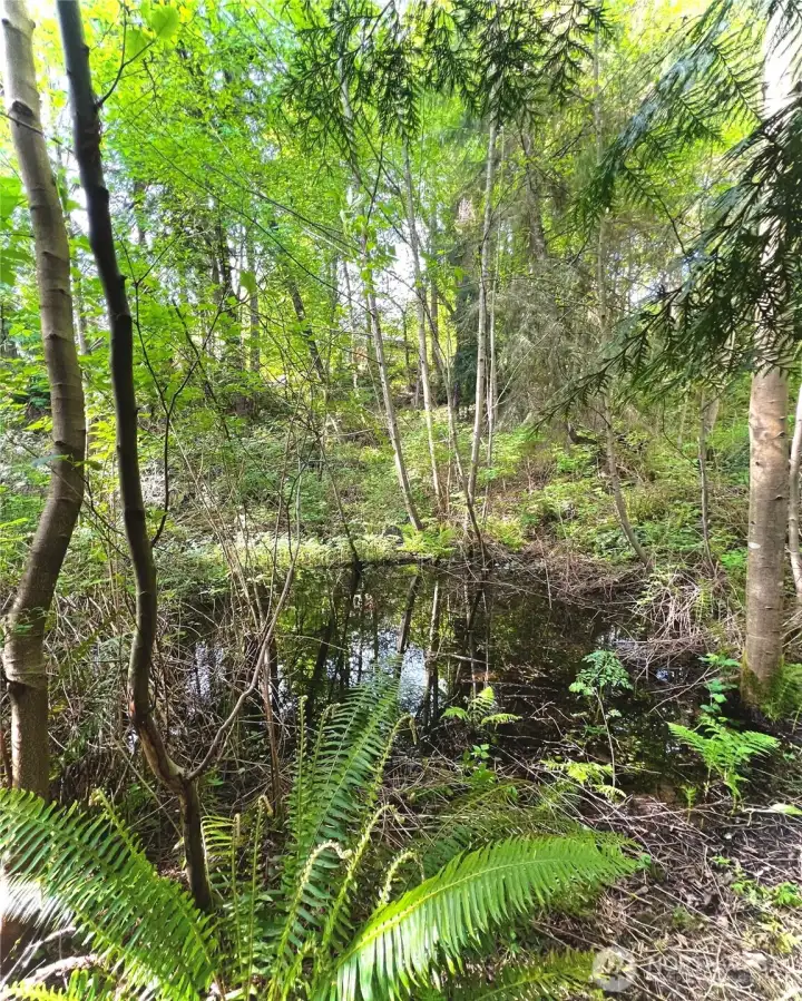 Tranquil pond Tranquil pond