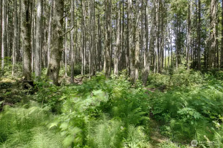wonderful wooded area to the rear of the property.
