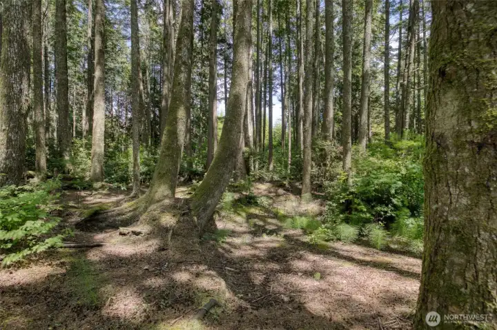 Parkland wooded area to the rear of the property.