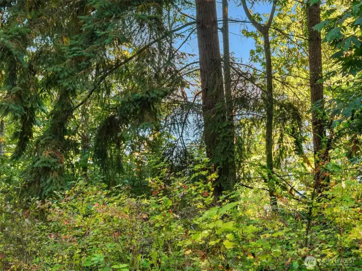 Through the fir tree is a beautiful seasonal view of Puget Sound. The tree is on the subject property.