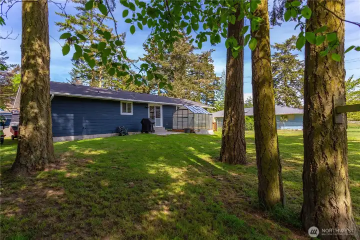 Large back yard lightly treed